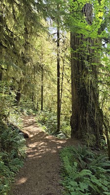 Quinault Rain Forest Loop Trail