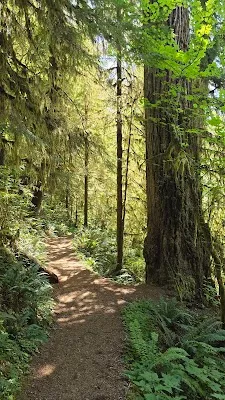 Quinault Rain Forest Loop Trail — forest walk — Seattle–Olympic Peninsula Circuit — United States