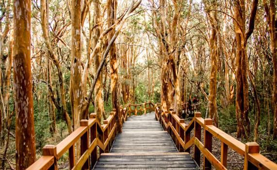 Los Arrayanes National Park