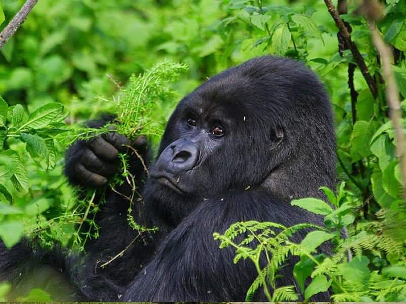 Mgahinga Gorilla National Park — Arrival — Uganda Fort Portal to Bwindi — Uganda