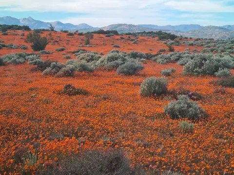 Namaqua National Park — National Park — Namaqualand Flower Route — South Africa