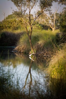 Birdsville