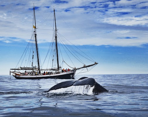 Whale Watching Tours