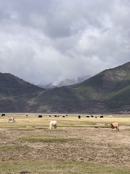 Napa Lake — Nature — Yunnan Tea Horse Road Highlights — China