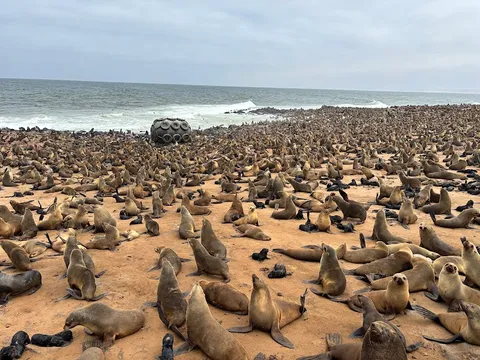 Cape Cross Seal Reserve — Nature — Skeleton Coast — Namibia