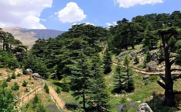 Cedars of God