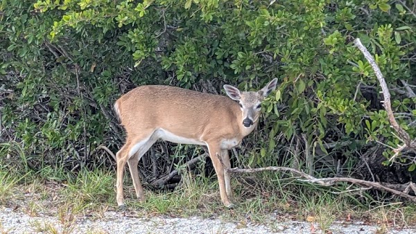 National Key Deer Refuge
