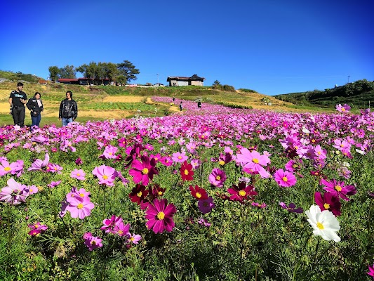 Atok Sakura Terraces