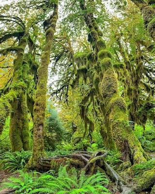 Hoh Rain Forest Hall of Mosses Trail