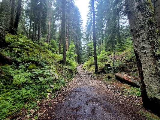Black Lake Trail