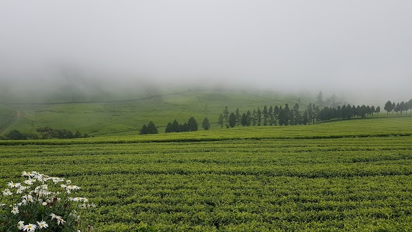 Nyungwe-adjacent tea hills viewpoints
