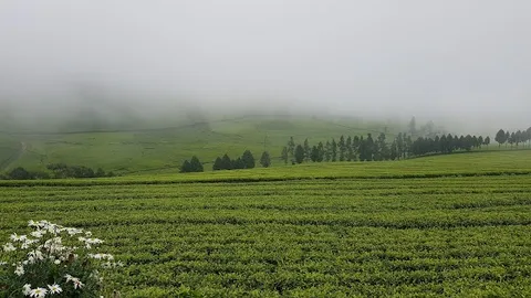 Nyungwe-adjacent tea hills viewpoints — viewpoint — Lake Kivu Road Drive — Rwanda