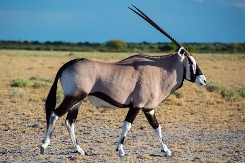 Central Kalahari Game Reserve — Game Reserve — Kalahari Desert Drive — Botswana