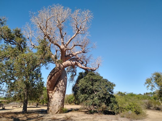 Baobab Amoureux