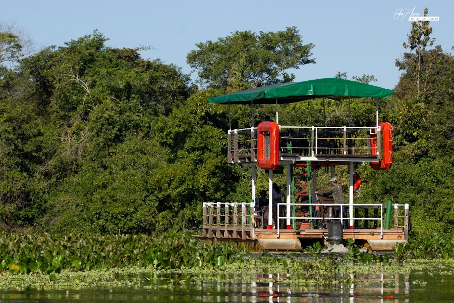 Pantanal wildlife safari