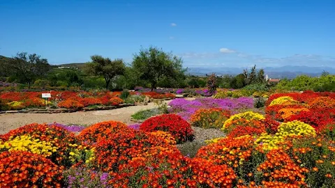 Karoo Desert National Botanical Garden — Botanical Garden — Route 62 — South Africa