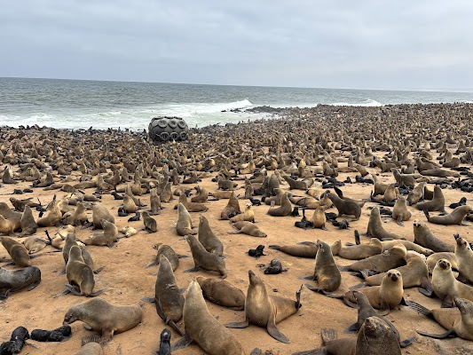 Seal Colony at Cape Cross