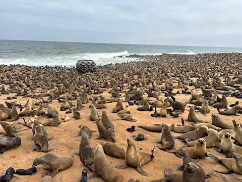 Seal Colony at Cape Cross — Wildlife Viewing — Skeleton Coast — Namibia
