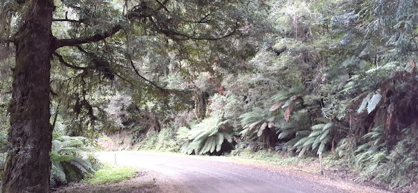 Narbethong