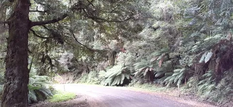 Narbethong — City — The Black Spur — Australia