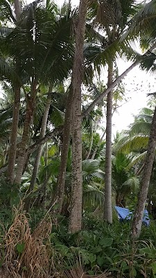 Dongjiao Coconut Plantation
