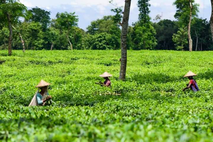 Sreemangal tea-estate drive — Tea landscape — Bangladesh River and Tea Country Loop — Bangladesh