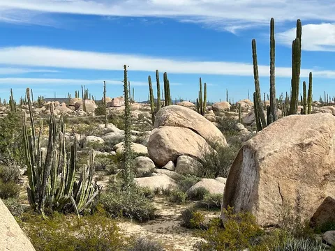 Valle de los Cirios — nature reserve — Baja California Highway 1 — Mexico