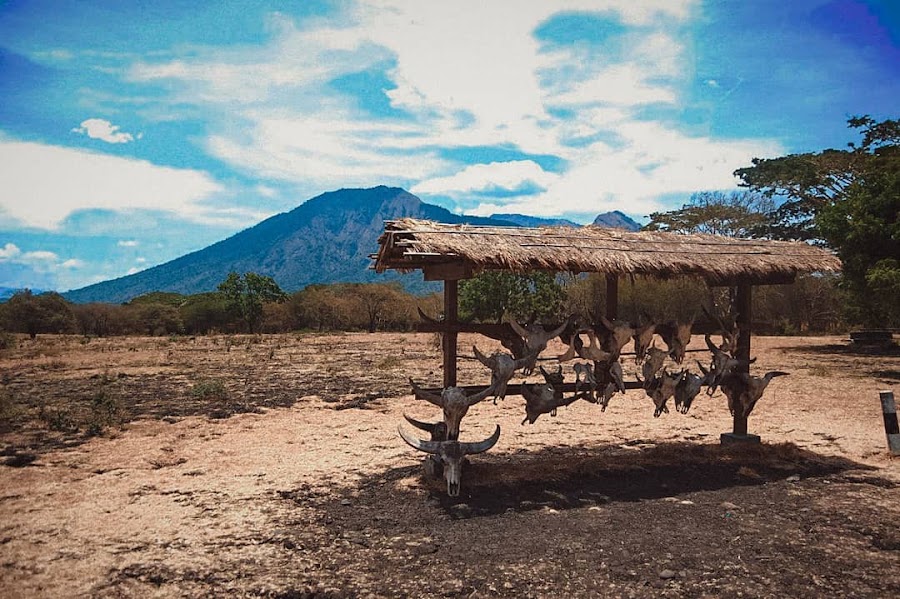 Baluran National Park, optional — National park — Java Volcano Route — Indonesia
