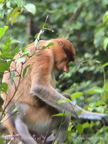 Kinabatangan guided cruise — Wildlife cruise — Borneo Sabah Loop — Malaysia