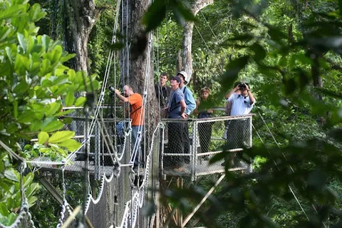 Iwokrama Canopy Walkway — nature — Guyana Interior Road — Guyana