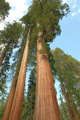 Mariposa Grove — Nature — Yosemite to Sequoia and Kings Canyon — United States