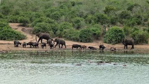 Kazinga Channel Boat Safari — wildlife — Uganda Fort Portal to Bwindi — Uganda