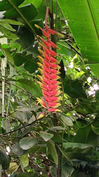 Spice plantation guided visit — Agricultural tour — Kerala Coast and Western Ghats — India