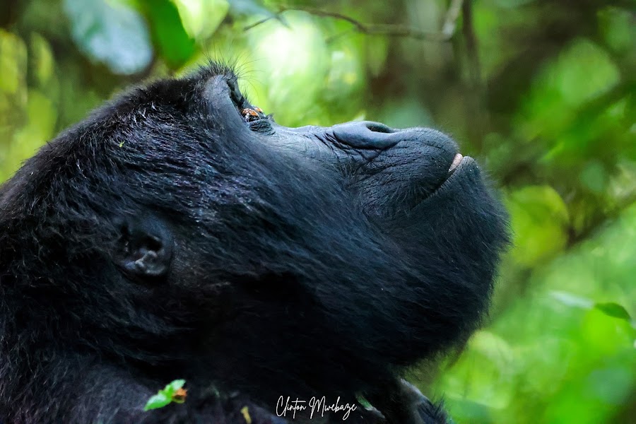 Buhoma, Bwindi — Nature — Uganda Fort Portal to Bwindi — Uganda