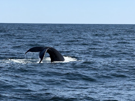 Cape Ann Whale Watch