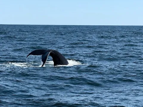 Cape Ann Whale Watch — Tour — Cape Ann, Massachusetts — United States