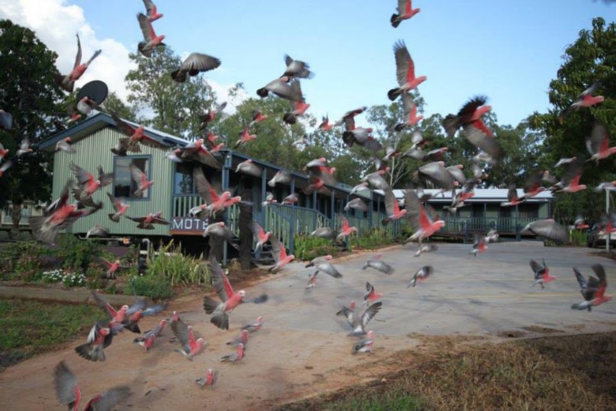 Laura Hotel — Country hotel meals — Cape York via the Old Telegraph Track — Australia