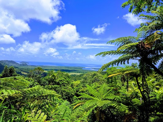 Daintree Rainforest