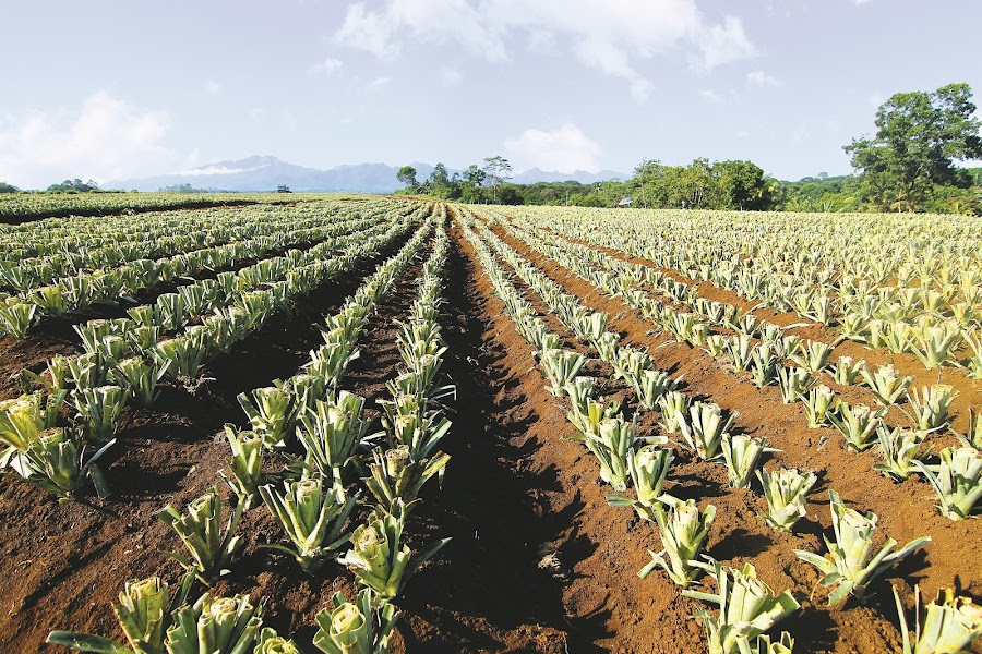 Del Monte Pineapple Plantation — farm — Нагорья Минданао из Давао в Букиднон — Филиппины