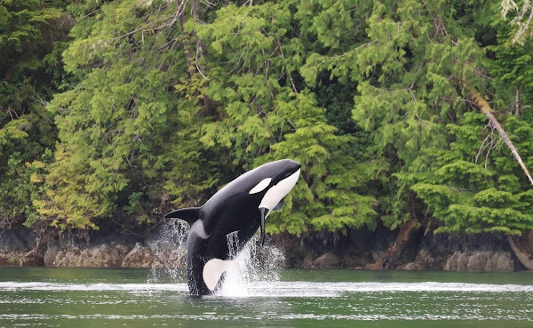 Whale Watching Tours