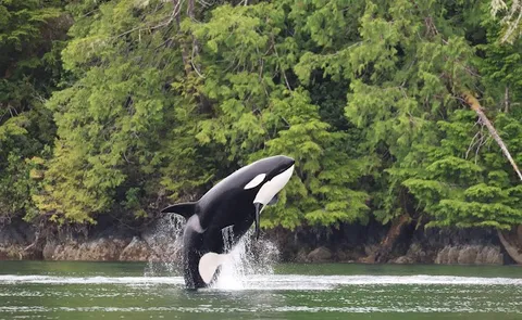 Whale Watching Tours — Tour — Vancouver Island — Canada