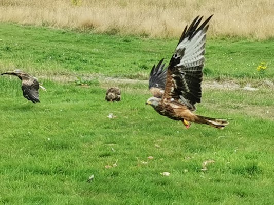 Red Kite Feeding Station