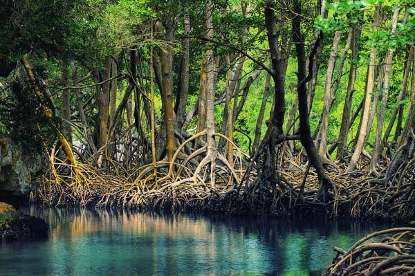 Pichavaram mangrove boat — Mangrove reserve — Tamil Nadu Temple Route: Chennai to Madurai — India