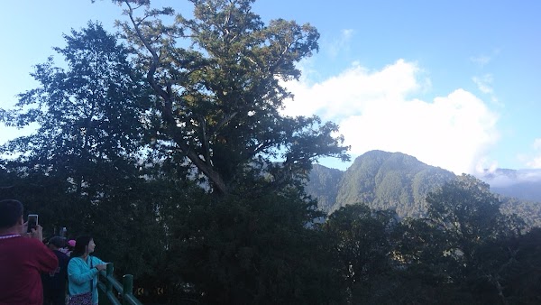 Bilu Sacred Tree