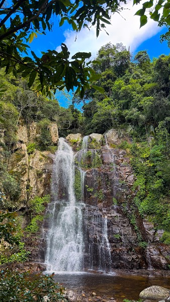 Minnamurra Rainforest Lyrebird loop — Rainforest walk — Grand Pacific Drive — Australia