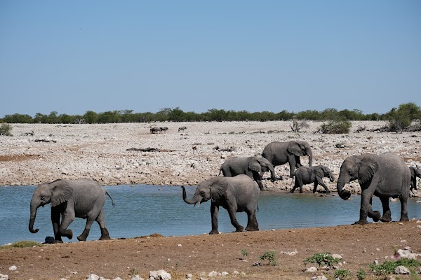 Etosha National Park Game Drive