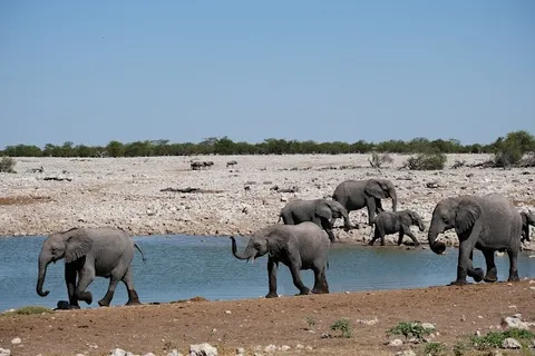 Etosha National Park Game Drive — Safari — Etosha Pan Circuit — Namibia