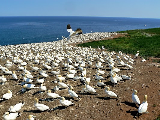 Bonaventure Island