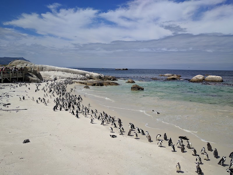 Boulders Beach Penguin Colony — Nature — Cape Town & Garden Route — South Africa