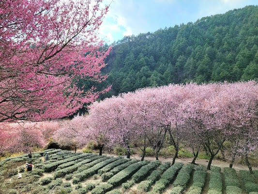 Wuling Farm Cherry Blossom Area